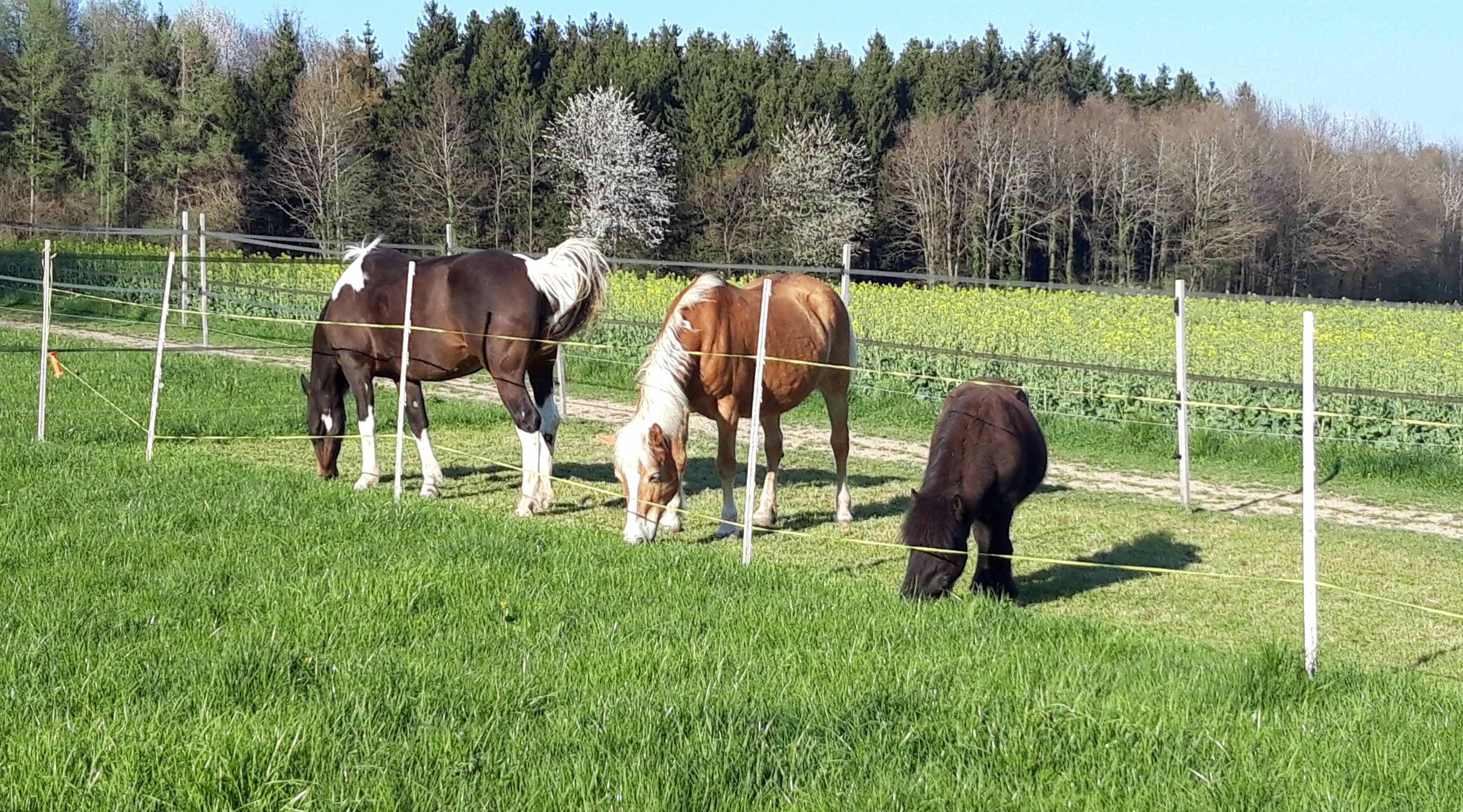 Pferde und Ponys